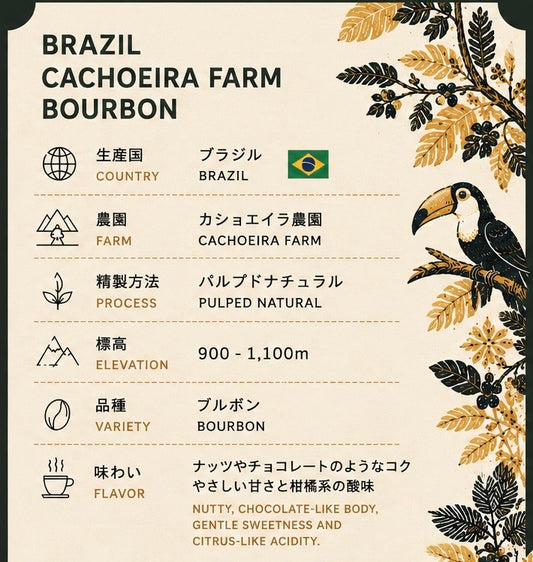 陰干しブラジル カショエイラ農園
