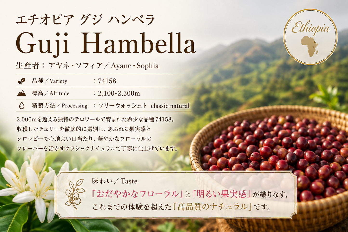 エチオピア 74158 グジ ハンベラ ソフィアさんのナチュラル
