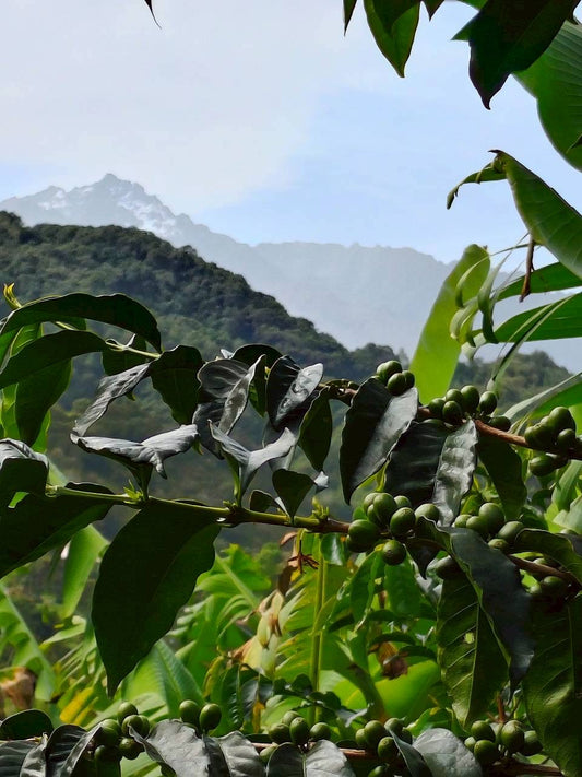 VENEZUELA Mucucay Washed