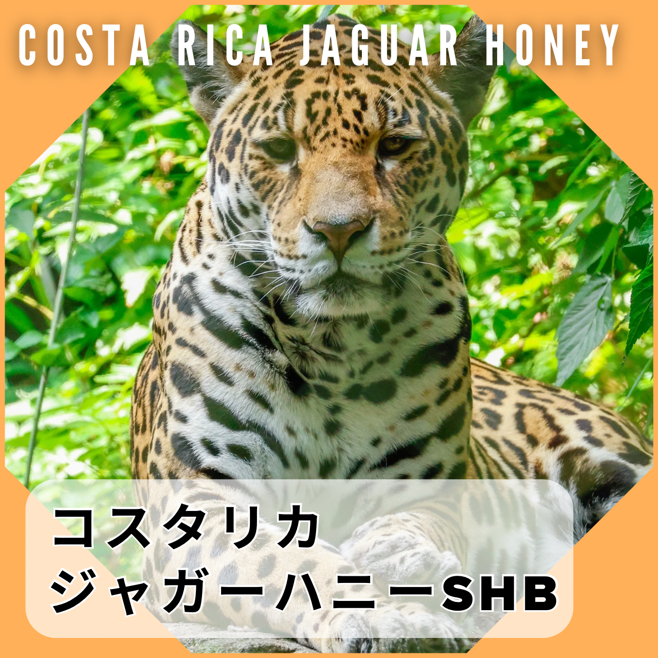 コスタリカ ジャガーハニー