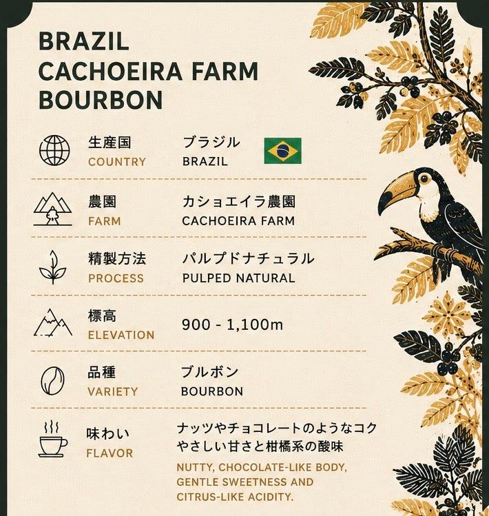 陰干しブラジル　カショエイラ農園