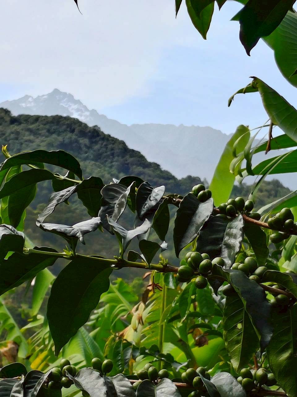 VENEZUELA Mucucay Washed